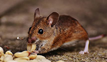 24 Hour & Emergency Exterminators in Orlando, WV